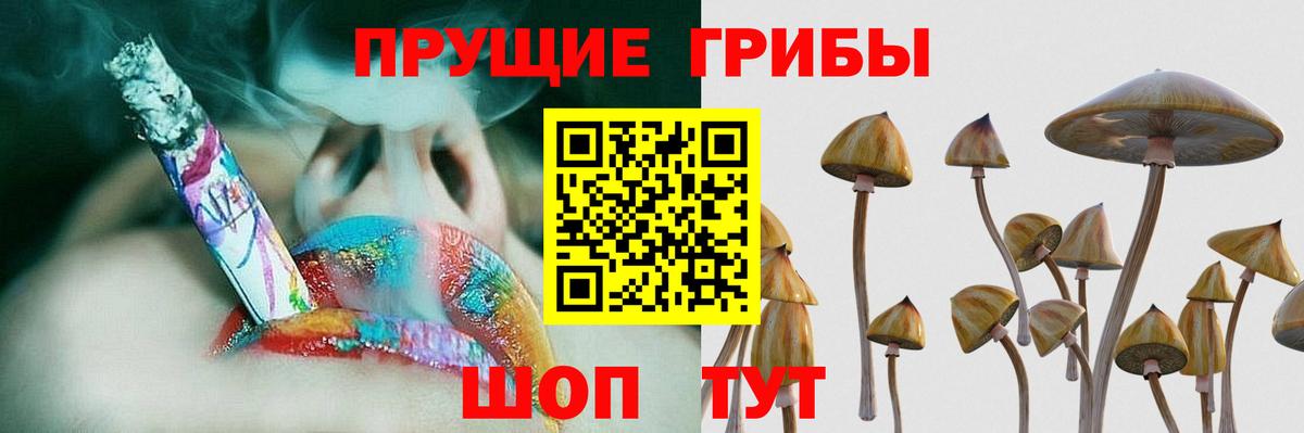 Псилоцибиновые грибы Psilocybe Йошкар-Ола